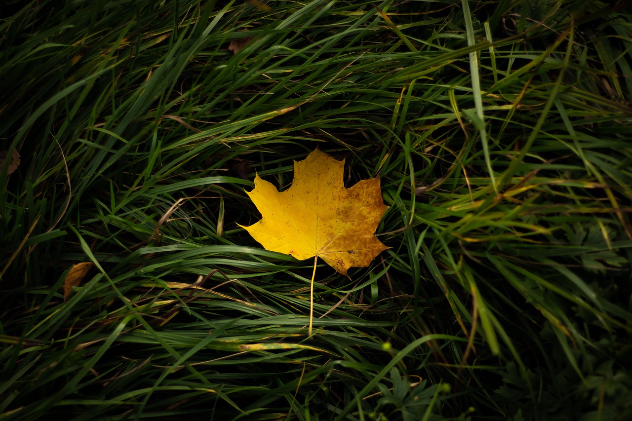 Das Bild zeigt ein einzelnes Blatt, welches im Gras liegt.