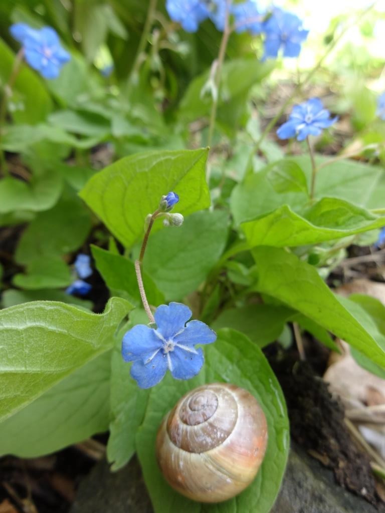 Detailaufnahme von einer Schnecke, die auf dem Blatt einer Pflanze sitzt