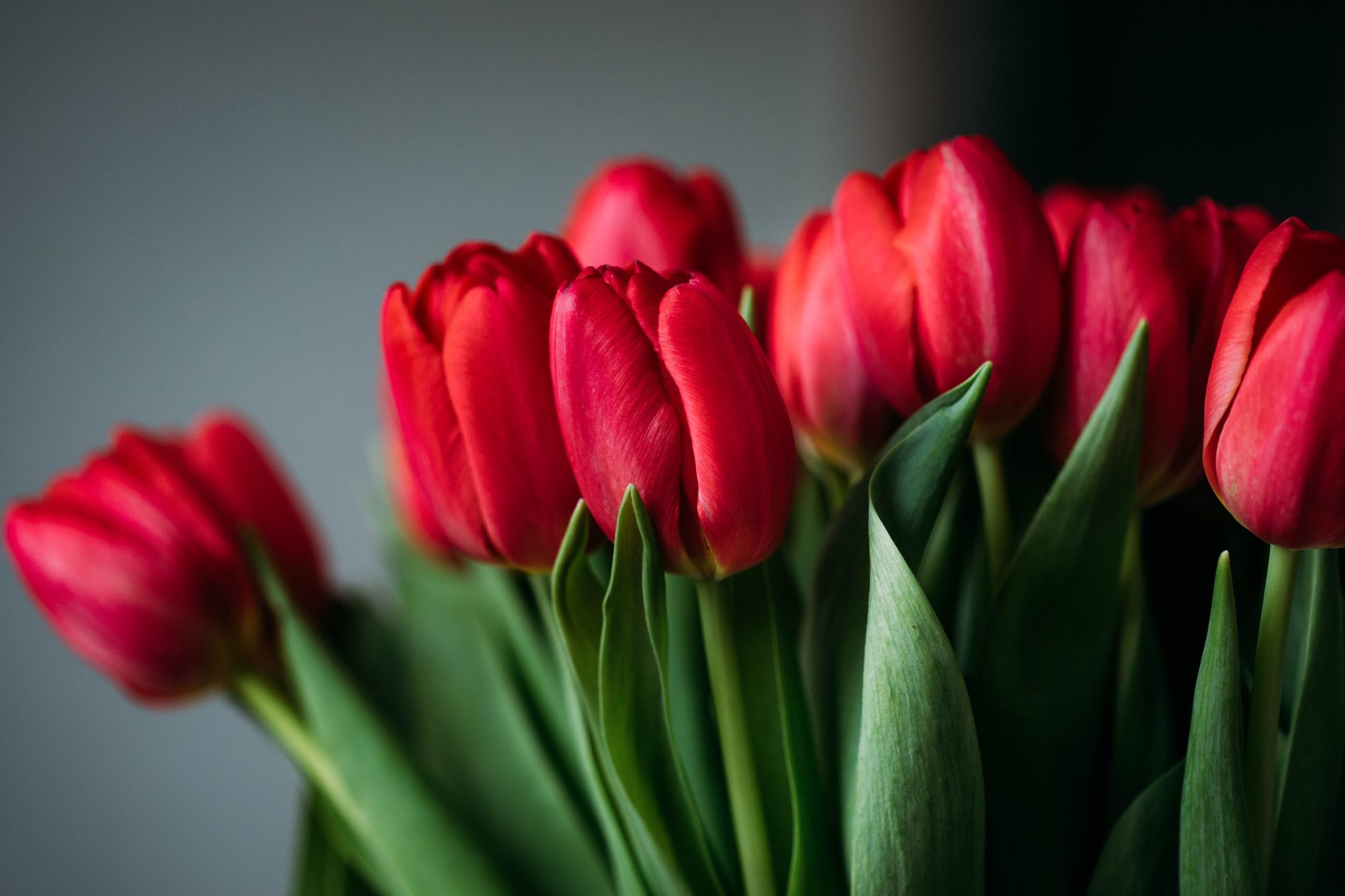 Blumenstrauß aus roten Tulpen.