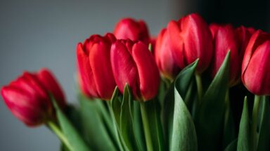 Blumenstrauß aus roten Tulpen.