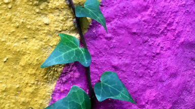 Pflanze zwischen Beton