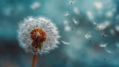 Foto einer Pusteblume.